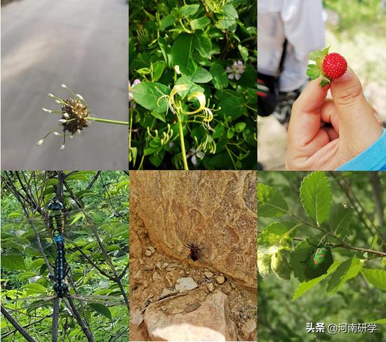 鄭州二七區(qū)汝河路小學(xué)研學(xué)課程紀(jì)實(shí)!尋找五代同堂嵩山石(圖5) 鄭州二七區(qū)汝河路小學(xué)研學(xué)課程紀(jì)實(shí)!尋找五代同堂嵩山石(圖5)