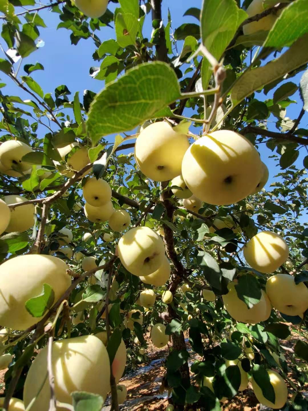 去年在贵港卖疯了盼了一年的奶油苹果终于来啦