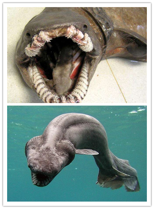 十大罕见怪鱼个个长有锋利牙齿令人望而生畏