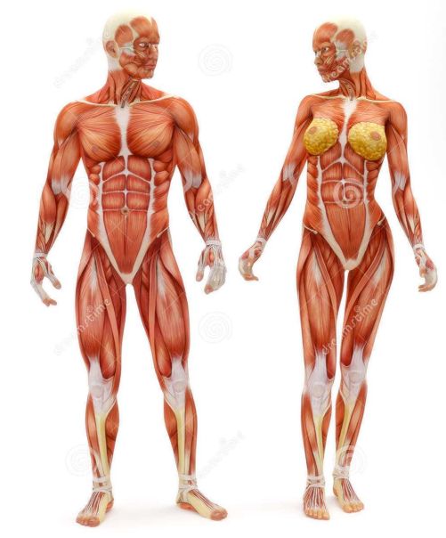 当然,女性的肌肉可以通过锻炼变得很粗壮,男性发达的肌肉若不去锻炼