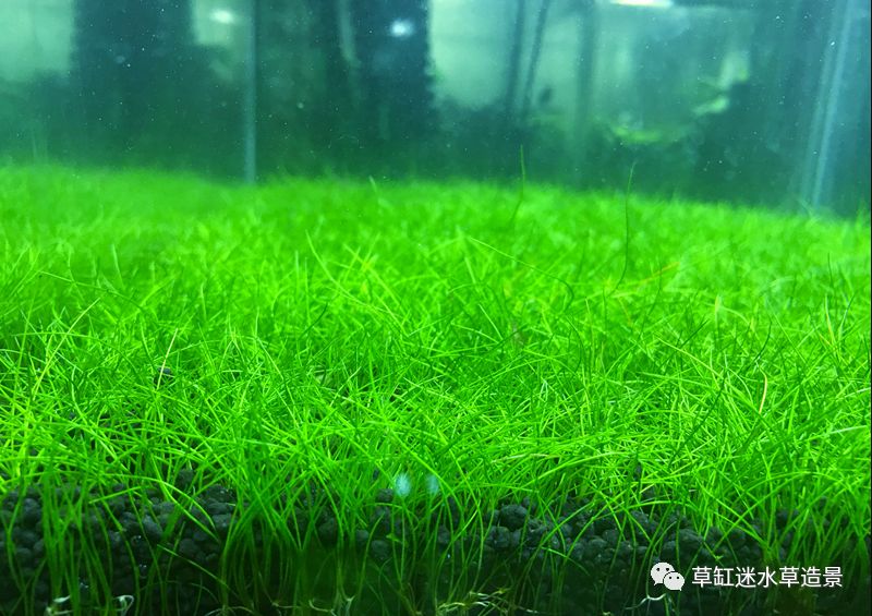 迷你牛毛毡为一年生挺水性草本植物,匍匐根茎极细,秆丛生非常细密,高5