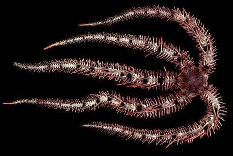 这种红色海蛇尾拥有这种异乎寻常的能力要归功于覆盖其全身的感光细胞