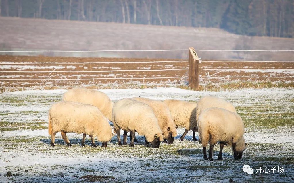 寒冷冬季羊链球菌多发,重点说说防治方法 !