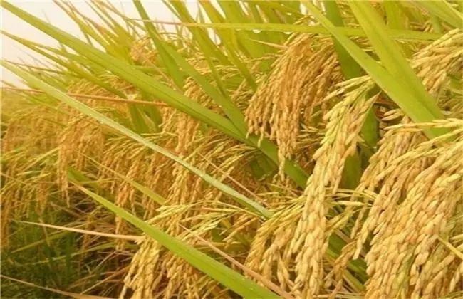 2020农业补贴政策新鲜出炉！