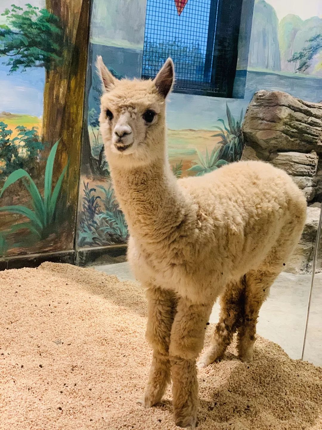 桐乡首家动物园来了!从沙漠,海洋,丛林.