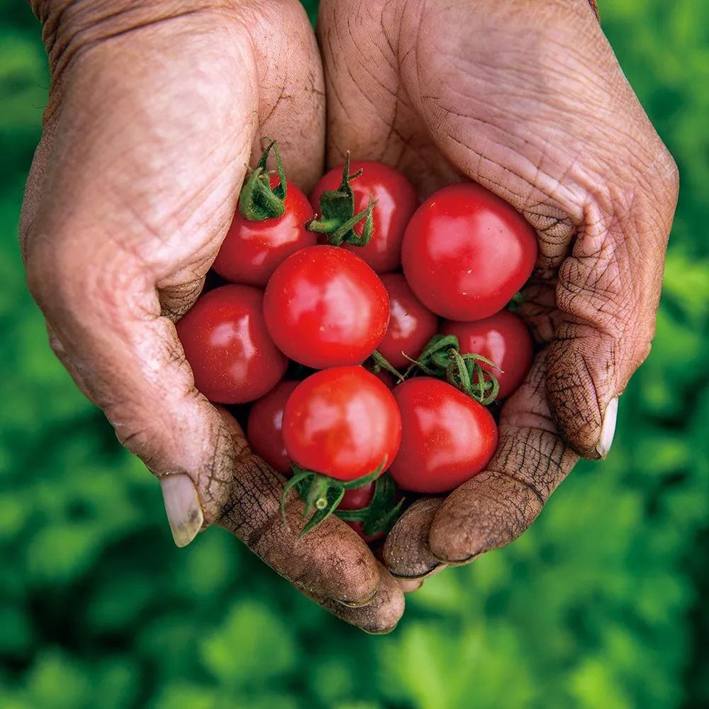第五届中国蔬菜摄影大展入选作品赏
