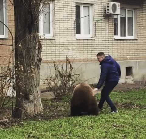 俄罗斯男子上街遛棕熊后被盯上了,他还当街和熊打打闹闹