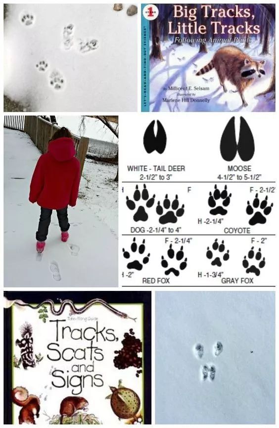 同时结合绘本或纪录片,观察小动物在雪地上留下的脚印