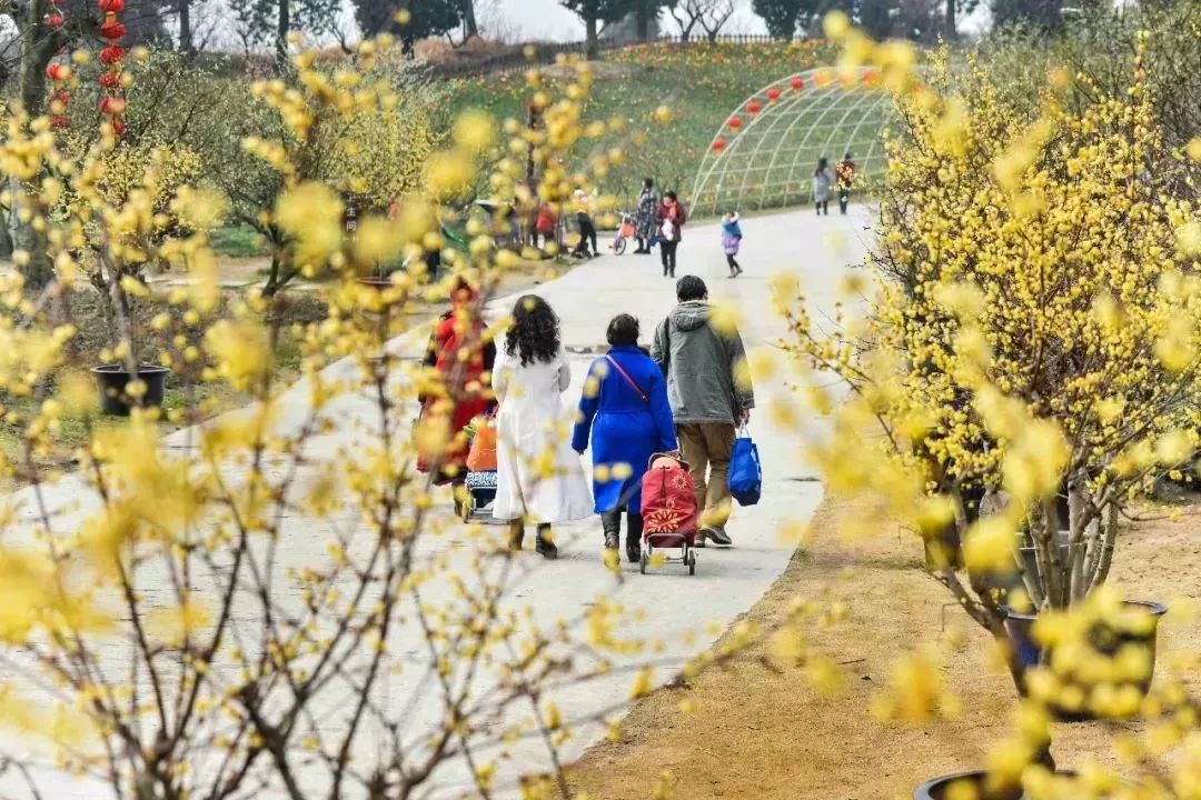 臘梅當然是必不可少的梅花最集中的秀麗東方作為幸福梅林裡△2019年2