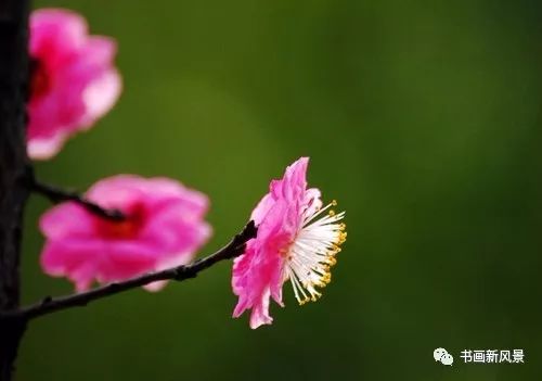 花看半开时 酒饮微醉处 完满