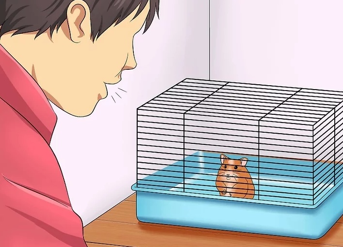 如何让仓鼠信任你_笼子