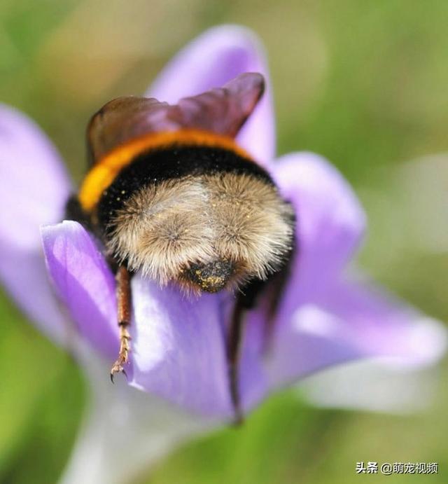 勤劳的小蜜蜂们撅着屁股去花朵里采集蜜