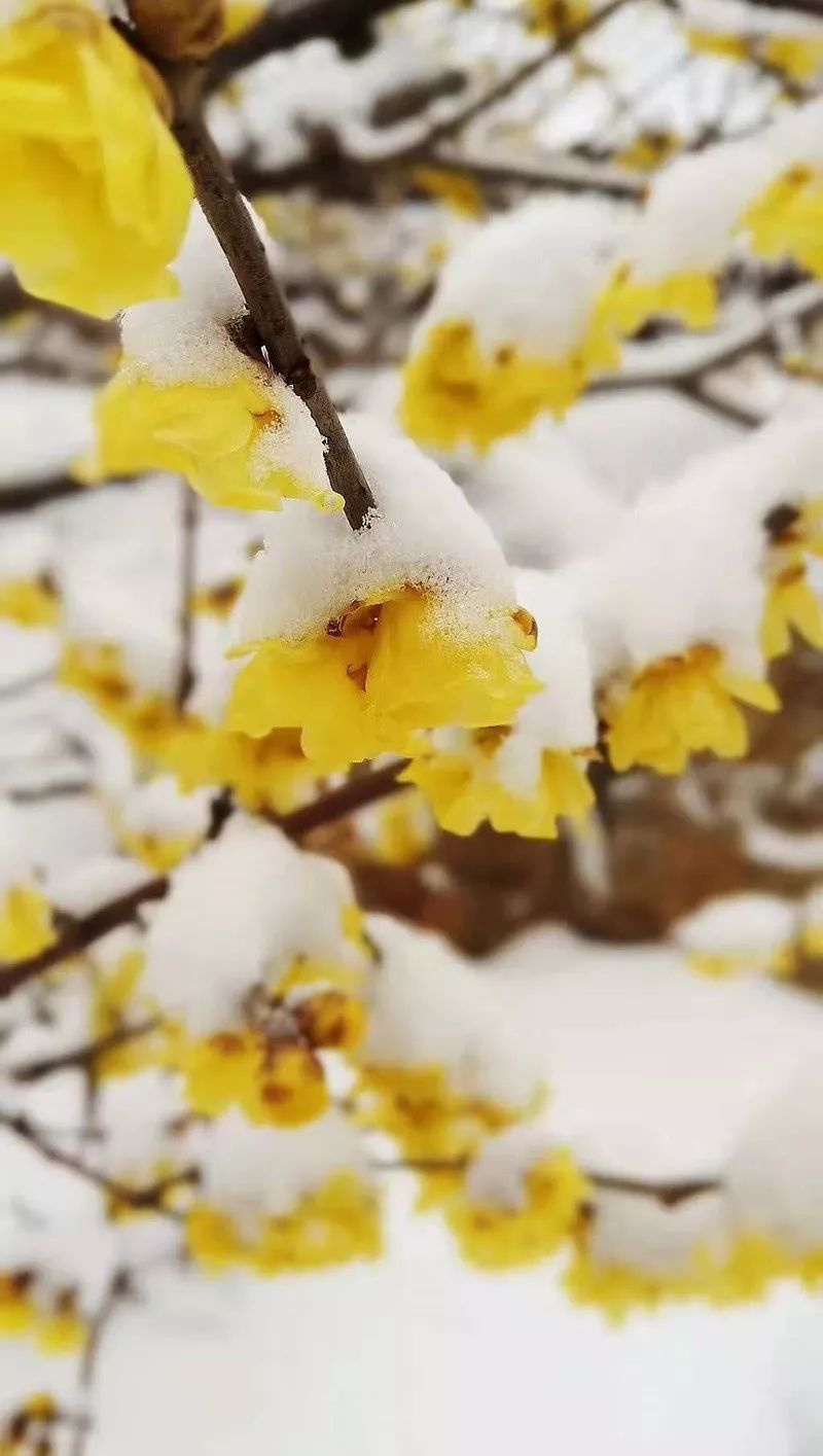 蠟梅園裡,雪梅初綻,縷縷芬芳引得市民遊客紛至沓來!