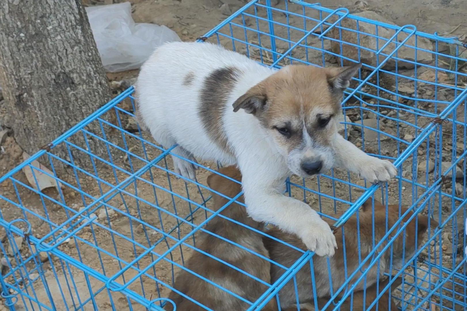 小土狗是一窝里最好的主人把它放到笼子上做招牌白狗黄头带印