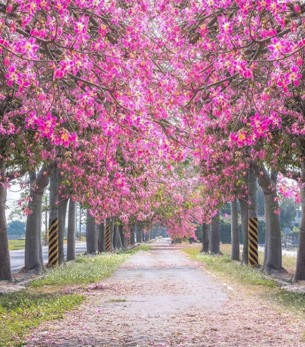 美人树一开花,北方人只有羡慕的份儿!