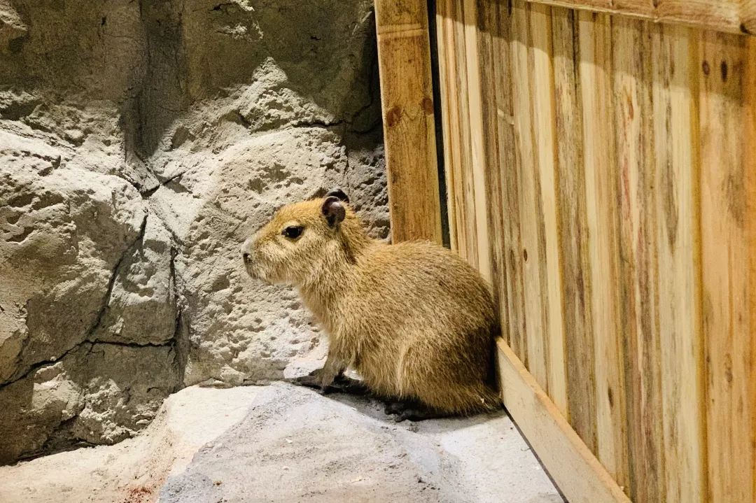 桐乡首家动物园来了!从沙漠,海洋,丛林.