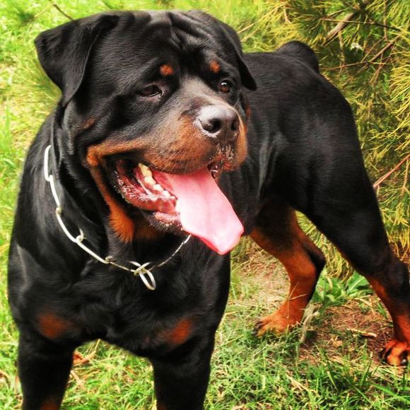 以萌宠为噱头的宠爱让你我感到养宠物就养豪七