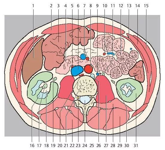 超精細丨腹部斷層解剖