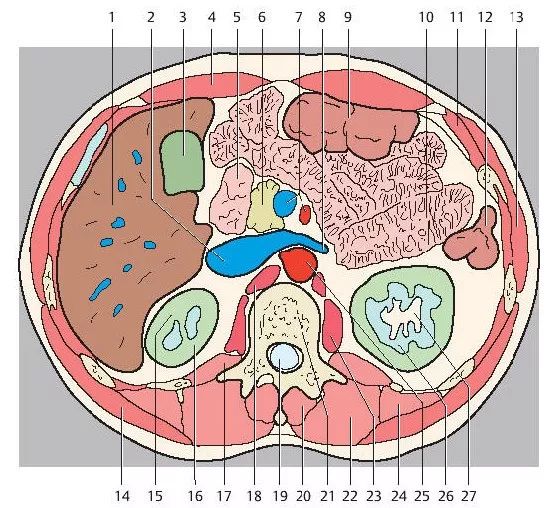 超精細丨腹部斷層解剖