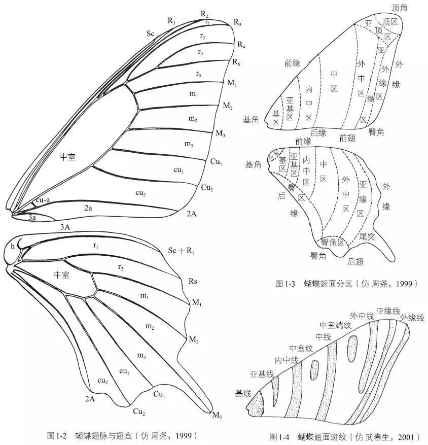 蝴蝶身体结构图片