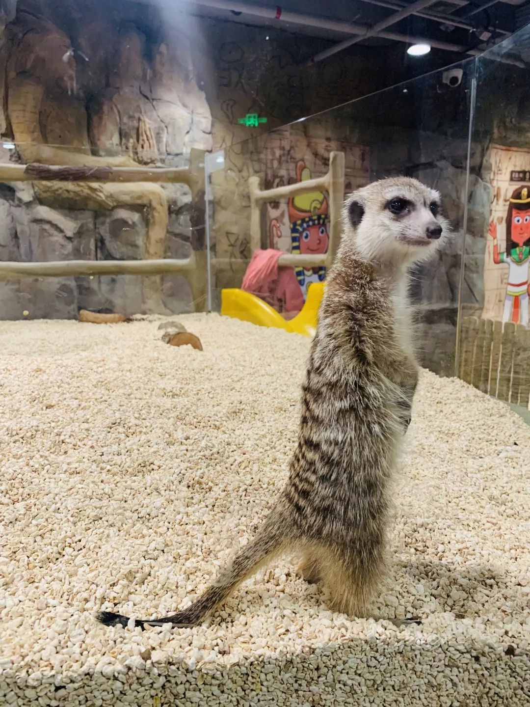 桐乡首家动物园来了!从沙漠,海洋,丛林.