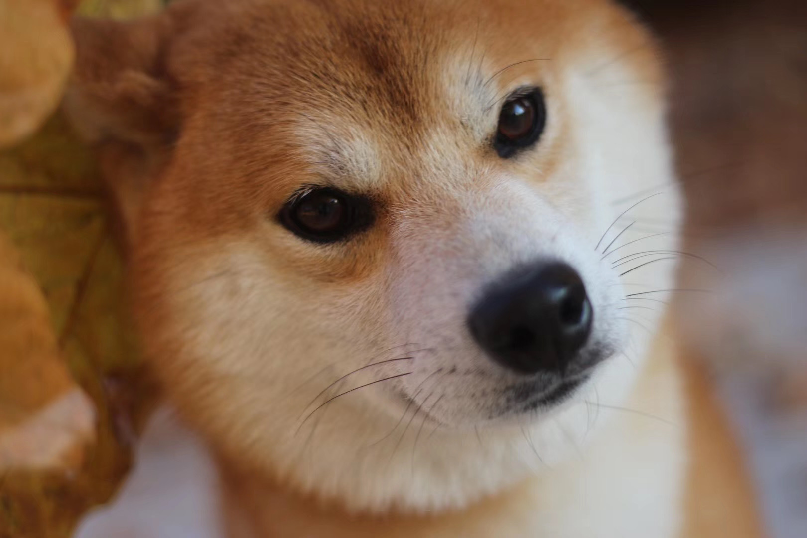 柴犬的智商到底高不高?看看网友是怎么说的