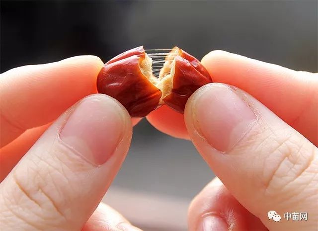 果实长圆形,果皮棕红色,果肉青黄,掰开能拉出缕缕晶莹的糖丝,由此得名