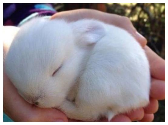 刚出生的小兔子，兔妈妈为什么会选择咬死它们？_宝宝