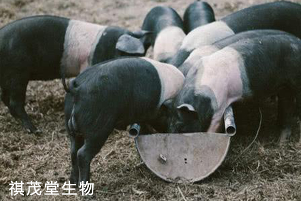 四种中药养猪图片