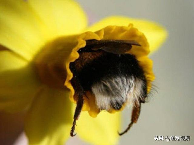 勤劳的小蜜蜂们撅着屁股去花朵里采集蜜