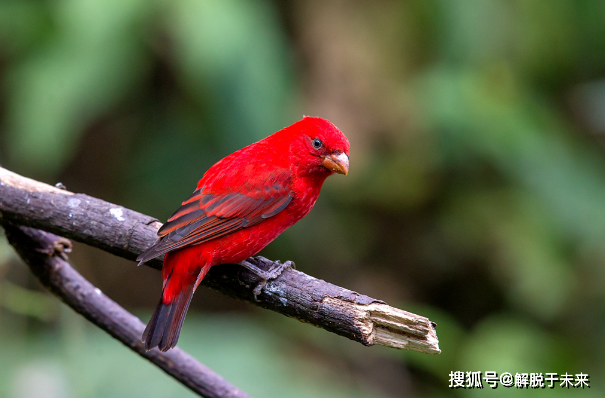 科学家在云南发现一种红色鸟类,像极了神鸟朱雀,全身通红