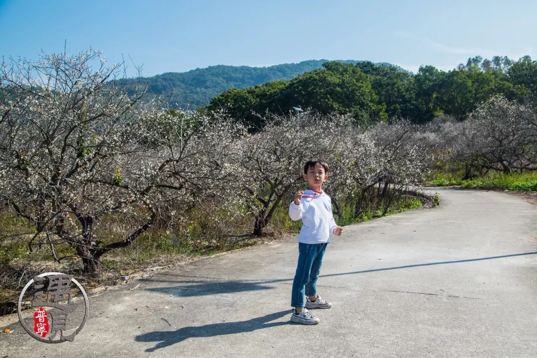 遇見普寧高埔龍堀梅園