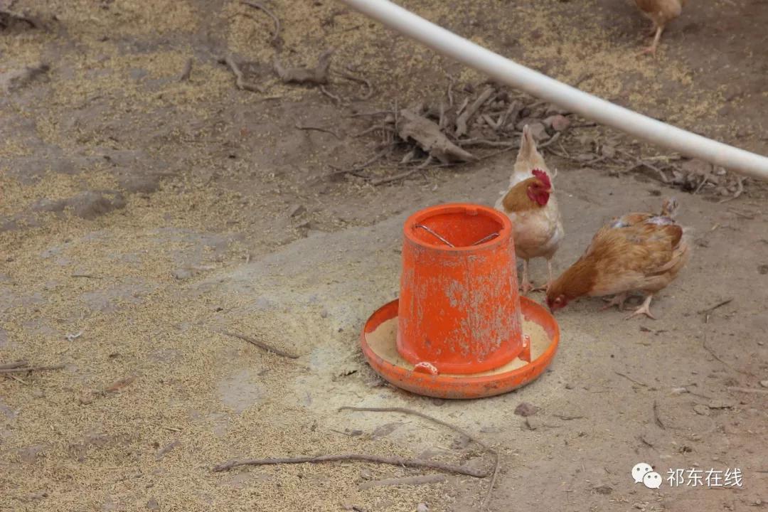 印象祁东 马杜桥有一群用吴茱萸中药喂养的鸡,能在天上飞!