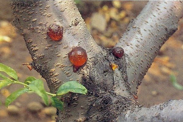 果树流胶病的治疗 收藏了