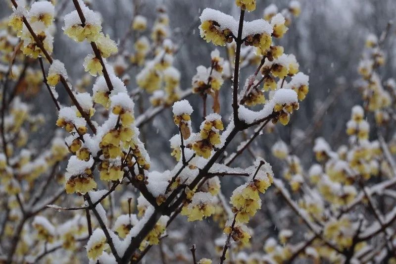 千佛山蠟梅園成為這個雪天人氣最旺的賞雪打卡聖地!