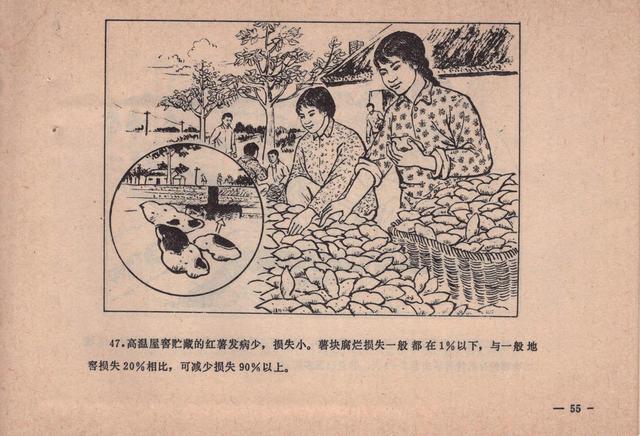 农业知识连环画消灭红薯黑癍病1979版