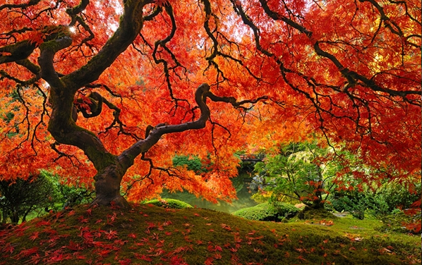 盘点 世界各地最美的树,棵棵美轮美奂,中国也有