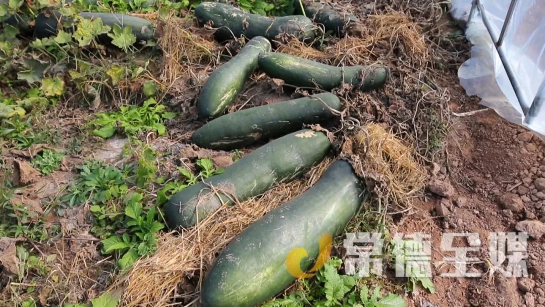 安乡志中村 | 冬天种冬瓜 农民致富乐哈哈