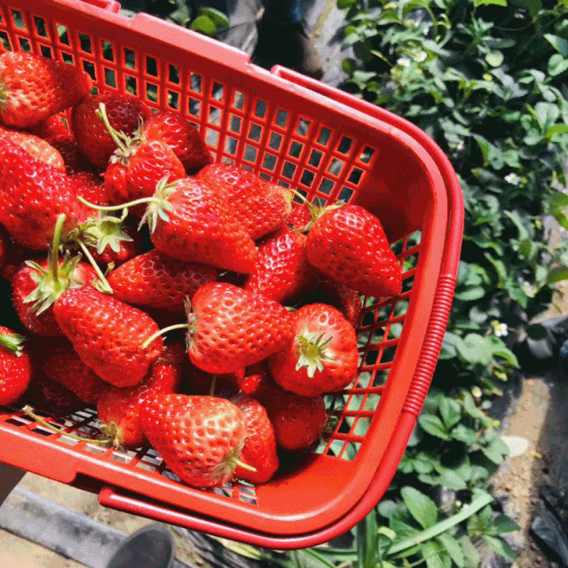 草莓熟啦曲江这个近郊草莓园开车不到10分钟草莓甜得不像话