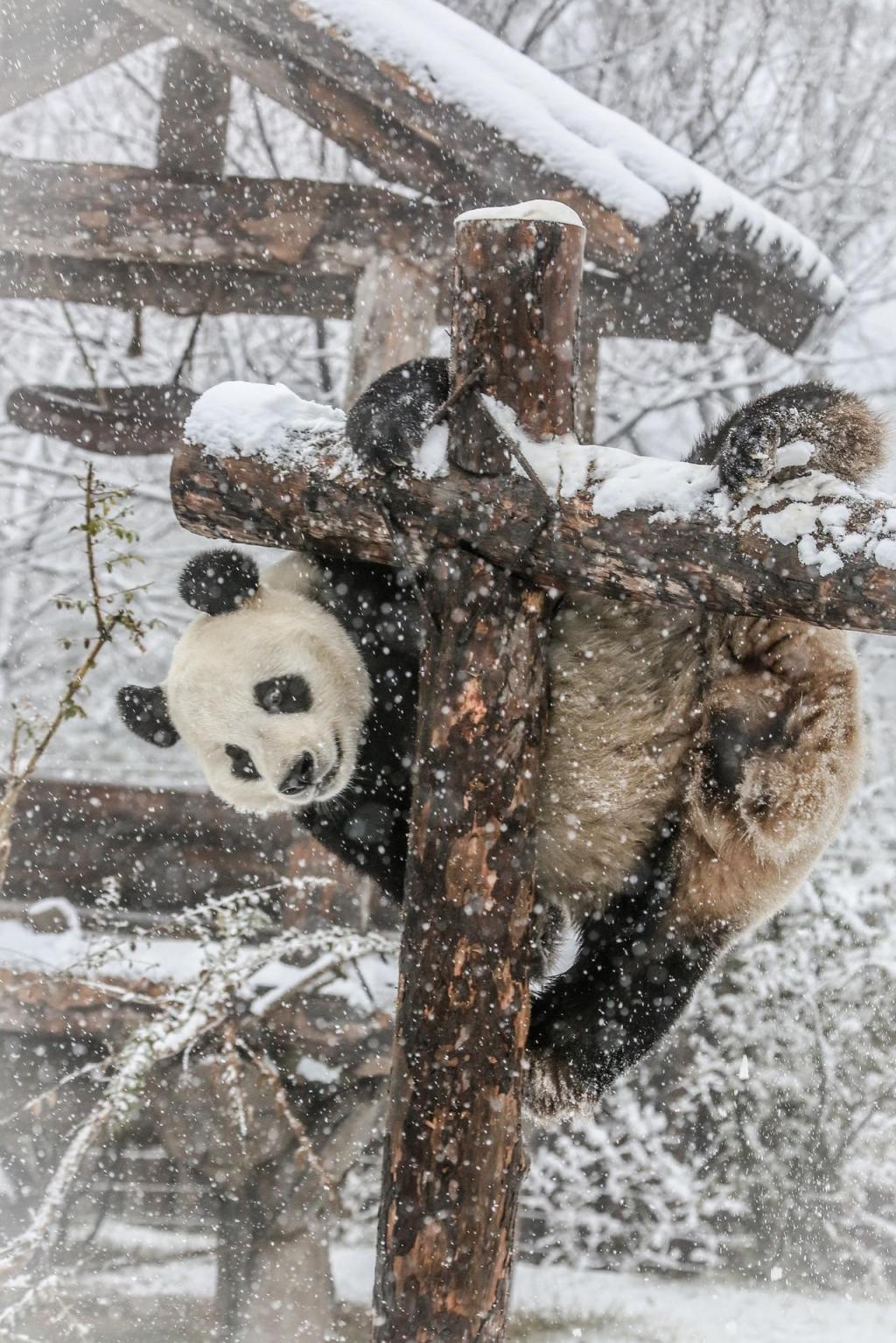 喜欢低温的动物们更是在大雪中玩的欢快,济南野生动物世界虎啸山谷