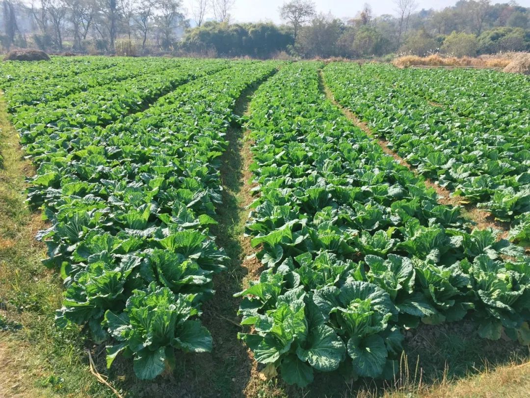 终于定了祁东砖塘白菜节白菜甜又甜助农在田园