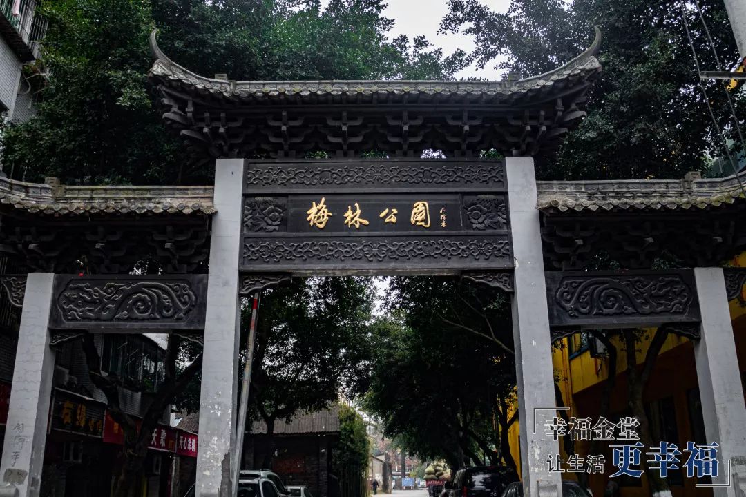 金堂城区腊梅都开繁了,香飘十里,已成花海!_公园