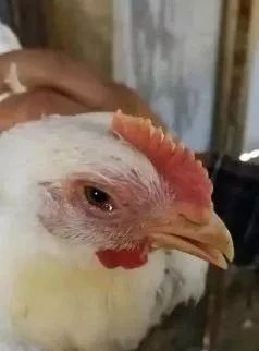 养殖课堂 | 瘟毒性疾病和呼吸道疾病的高效瘟品桨!