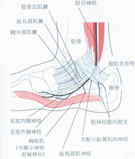 可以明確踝管綜合徵的診斷足底內側或外側神經支配區其中之一或是兩者