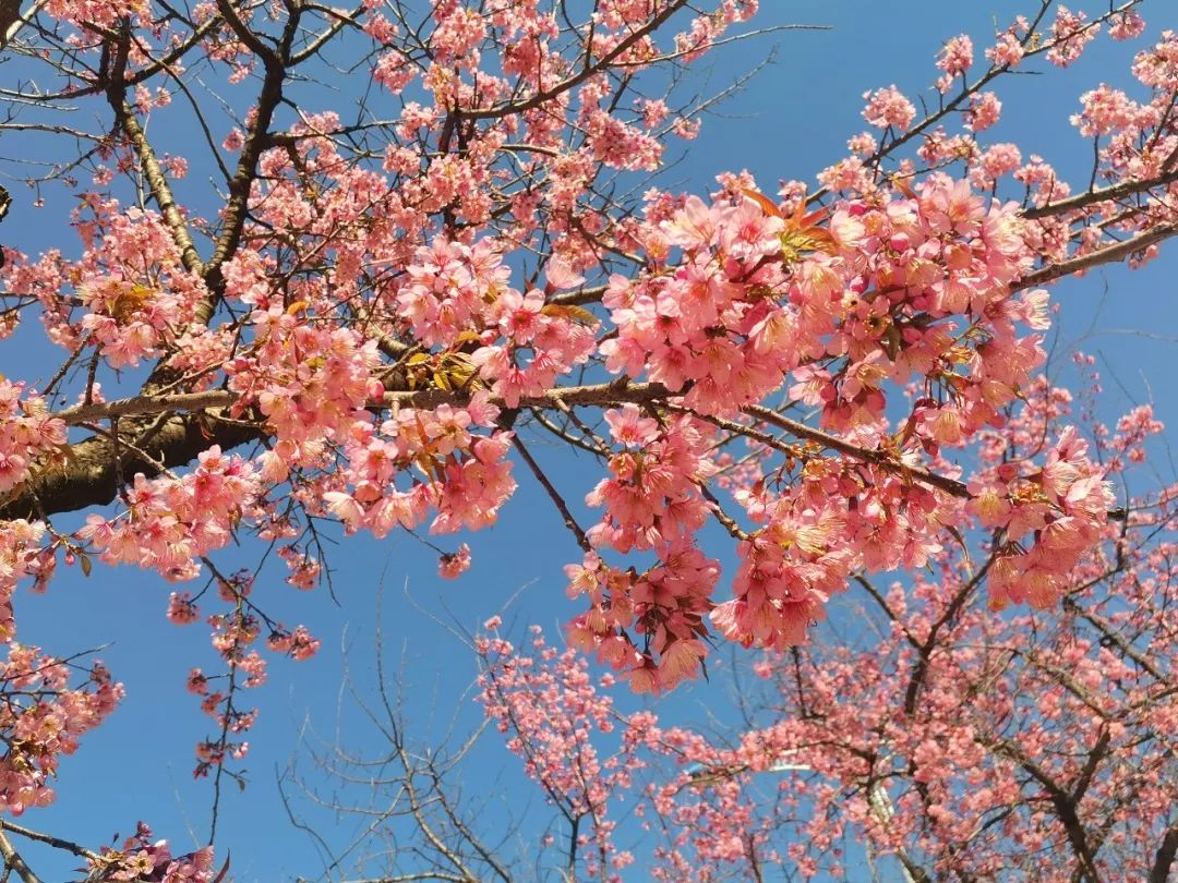 粉如霞美如画玉溪的冬樱花正在盛放