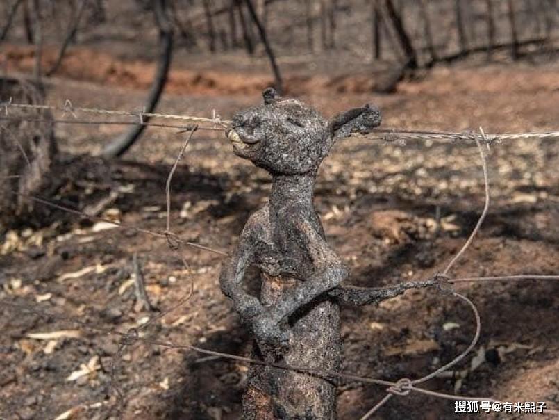 动物栖息地破坏的图片图片