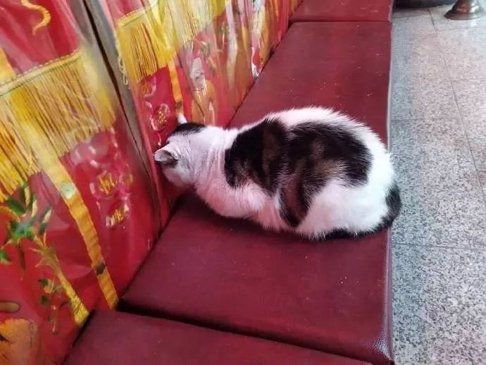 在寺庙遇到一只在拜佛的猫,看它的姿势,非常虔诚的样子
