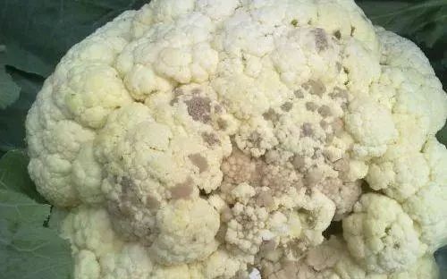 菜市场"最毒"的蔬菜,不是寄生虫就是毒素,家里有的赶紧扔掉吧