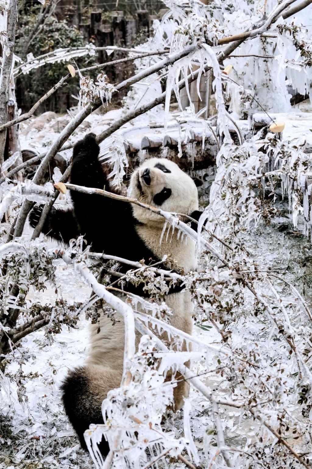 国宝熊猫雪中卖萌,玩的不亦乐乎