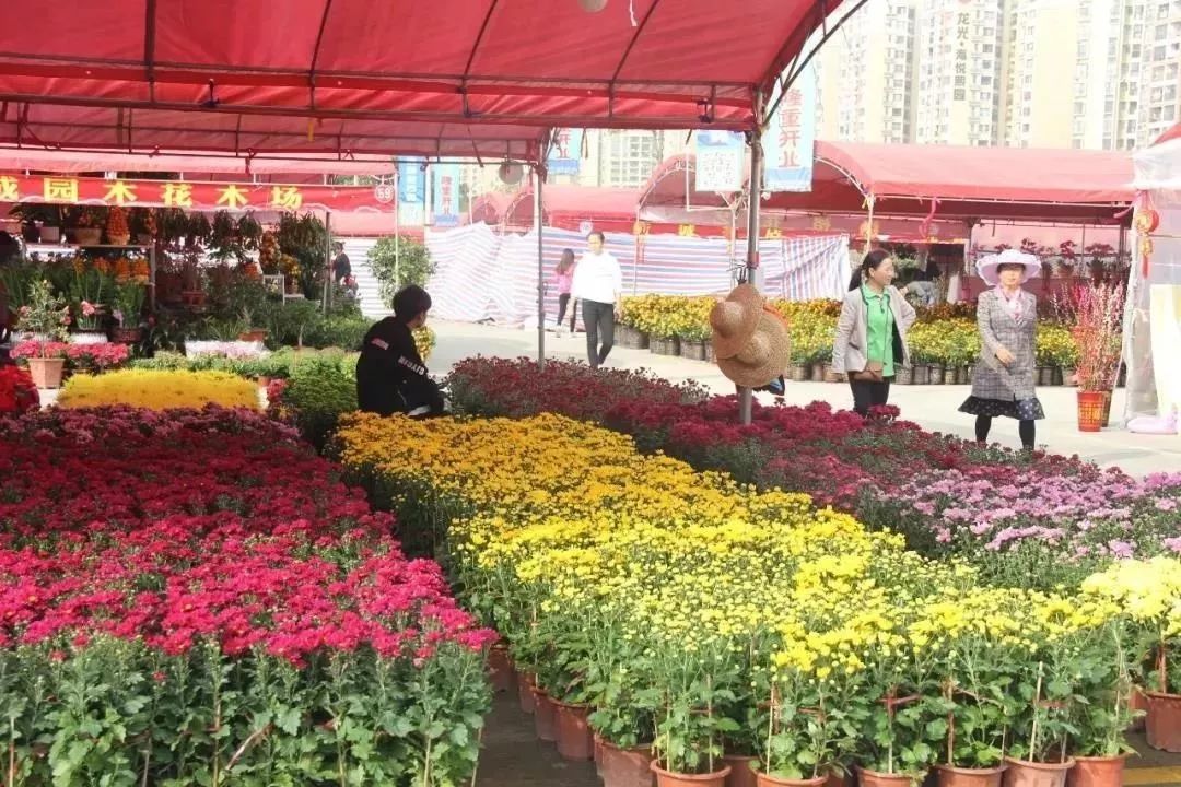 行花街了喂中山各镇区迎春花市安排上了这份逛花市指南请拿好